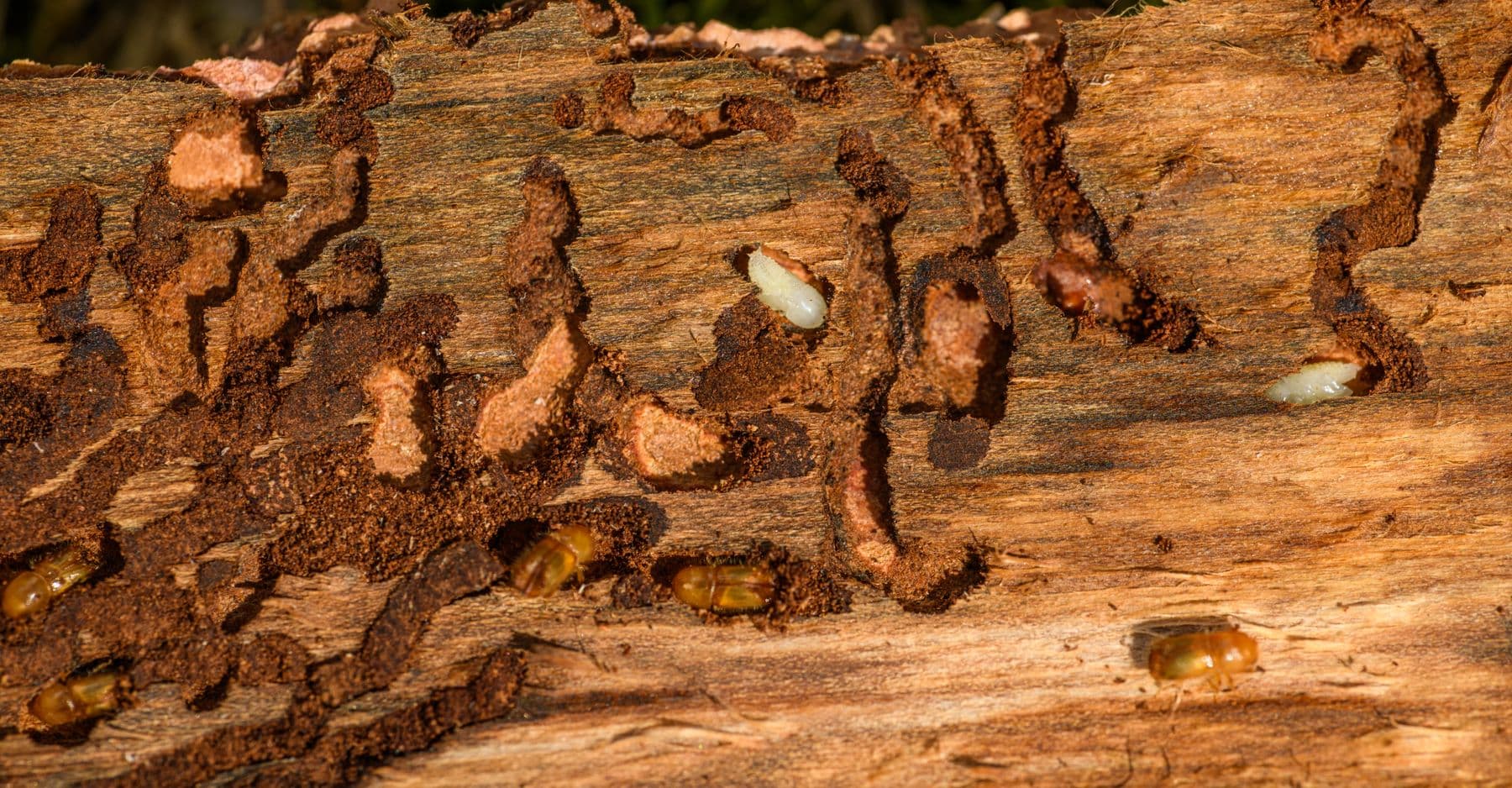 Termite damage in wood